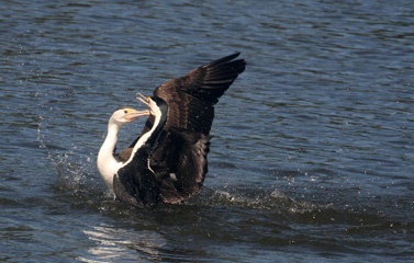 Pied cormorant feeding its chick